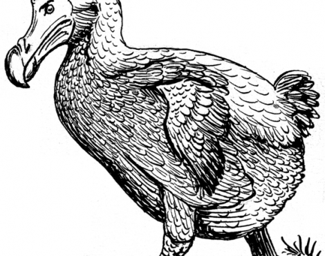 470x370 picture - Dodo Drawing