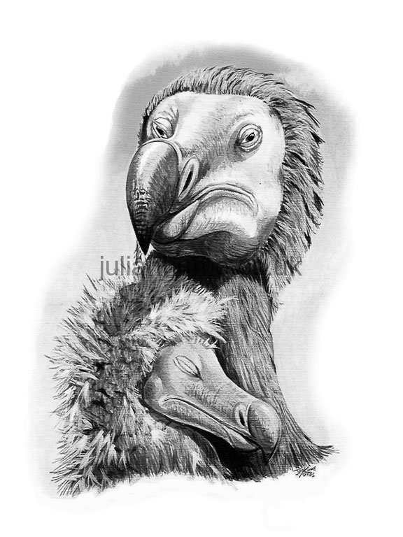 576x768 the dodo julian hume - Dodo Drawing
