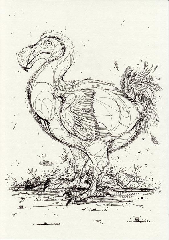 593x842 dzia dodo drawing - Dodo Drawing