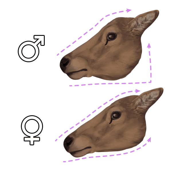 600x600 how to draw animals deer - Doe Head Drawing