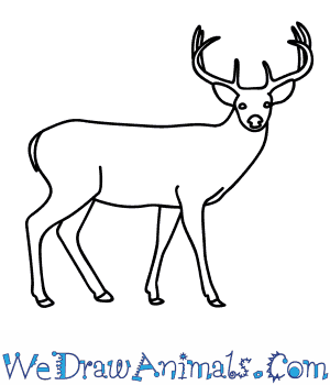 300x350 how to draw a buck deer - Doe Head Drawing