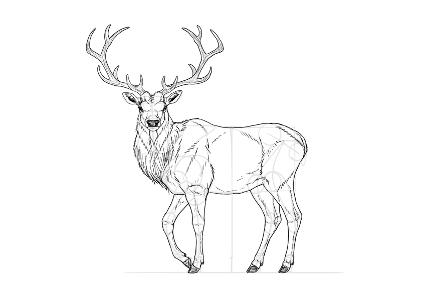 850x566 how to draw a deer step - Doe Head Drawing