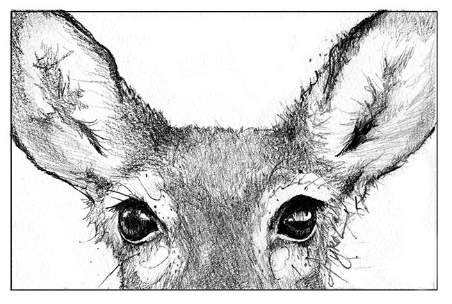 Doe Head Drawing At Explore Collection Of Doe Head