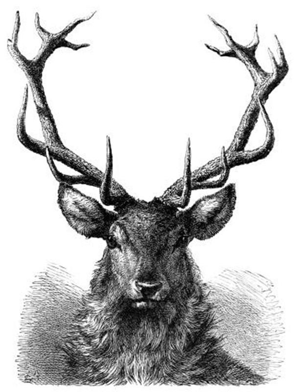 613x800 stag engraving stag head drawing a place of values deer - Doe Head Drawing