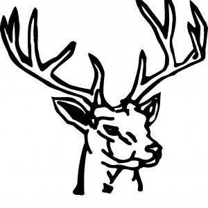 300x300 deer head drawing - Doe Head Drawing