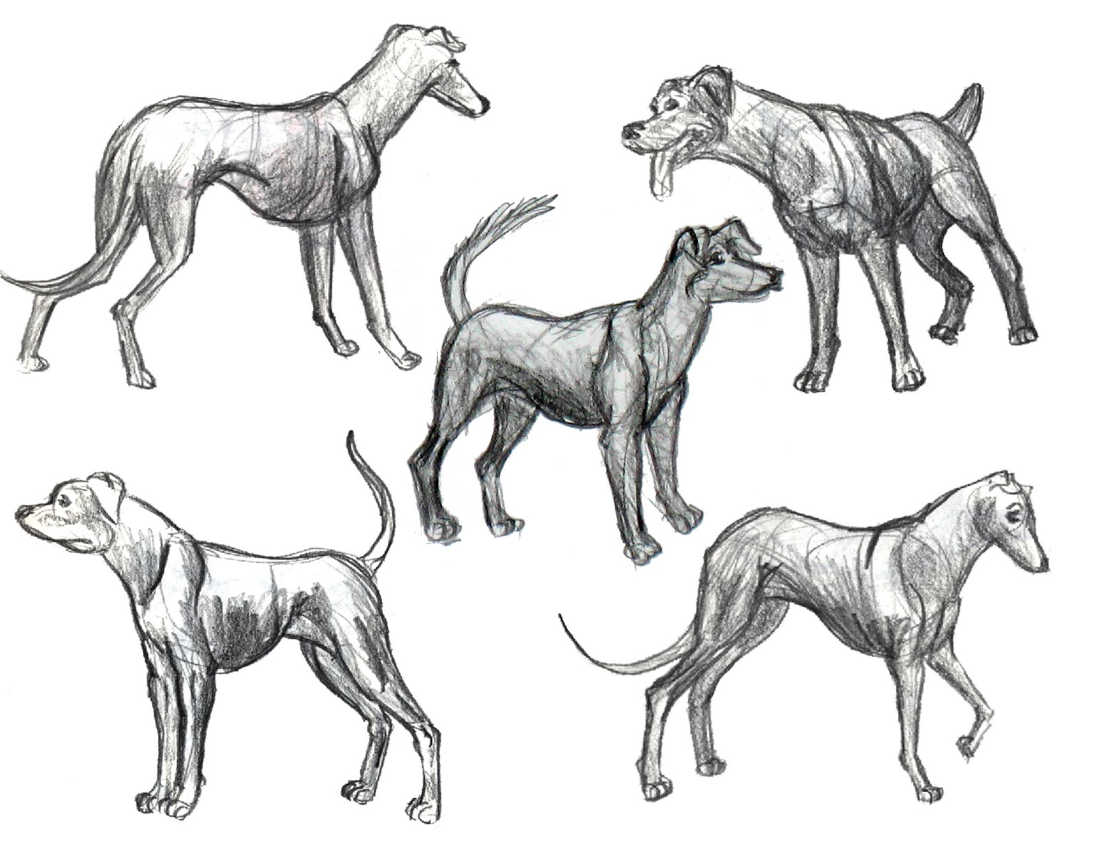 Dog Anatomy Drawing