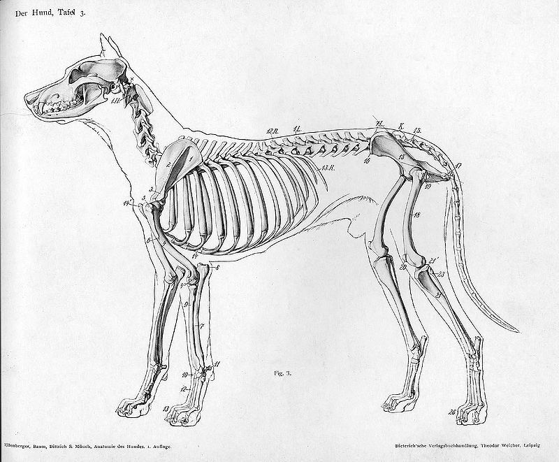 800x661 Drawing Realistic Animals How To Draw A Dog Epherma Dog - Dog Anatomy Drawing