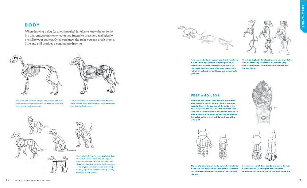 1000x612 How To Draw Dogs And Puppies A Complete Guide For Beginners - Dog Anatomy Drawing