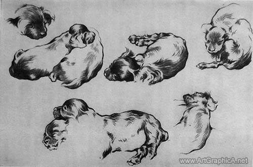 500x330 How To Draw A Dogs - Dog Anatomy Drawing