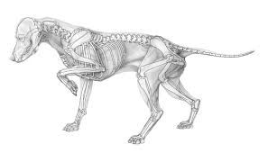 297x170 image result for how to draw dog anatomy animal anatomy - Dog Anatomy Drawing