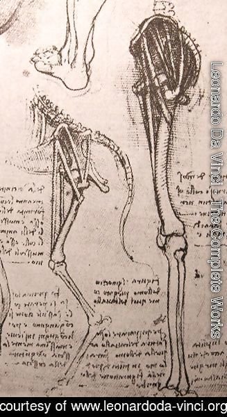 327x600 Leonardo Da Vinci - Dog Anatomy Drawing