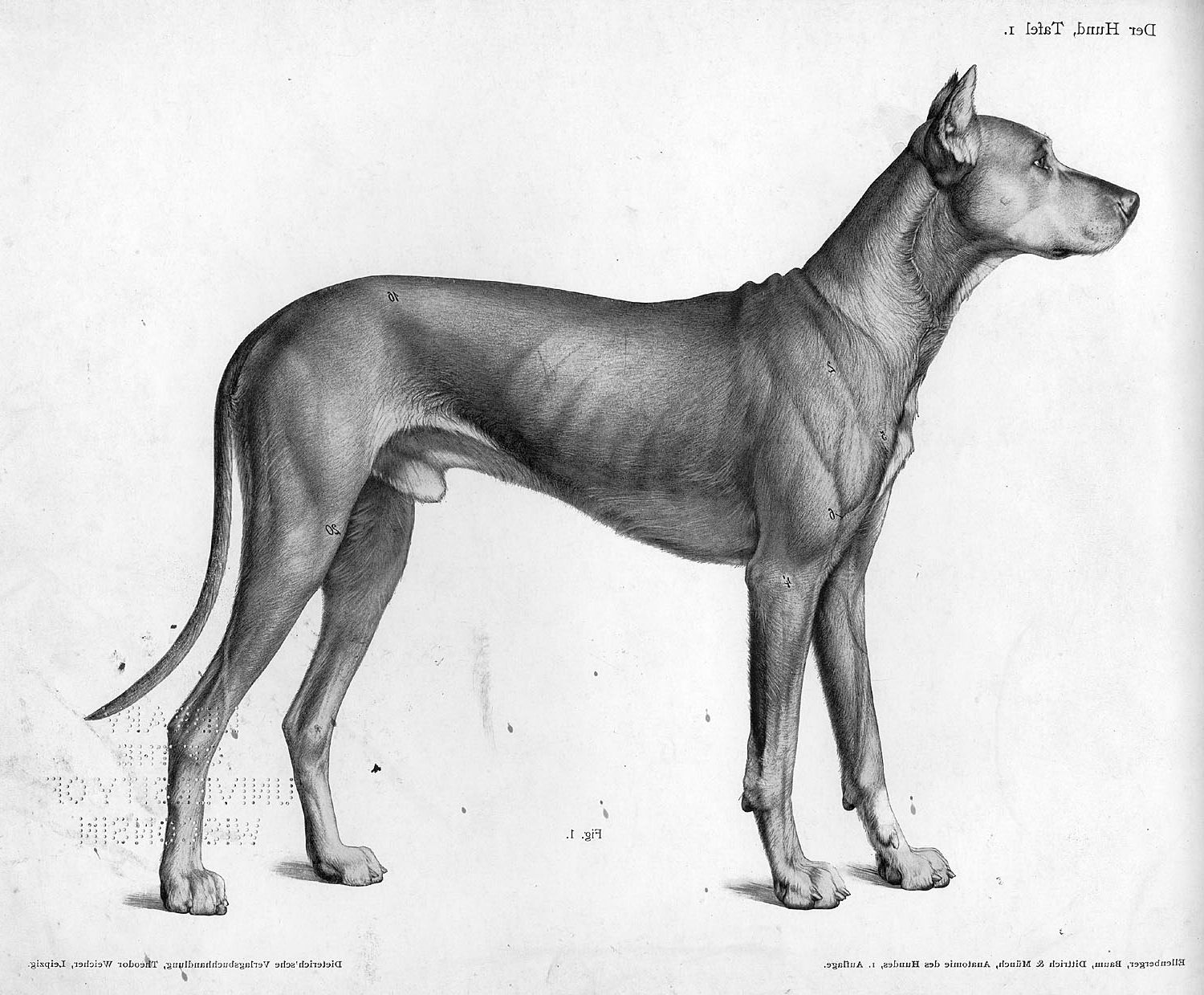 1500x1239 Vintage Dog Anatomy Drawing Burt Tattoo - Dog Anatomy Drawing