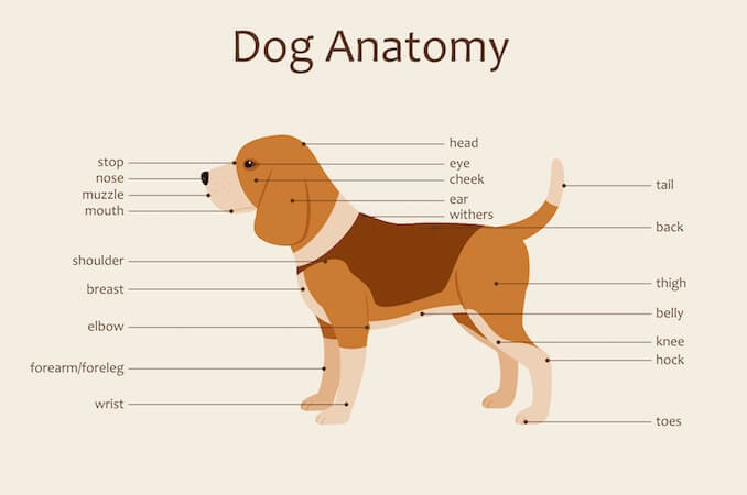 678x450 A Visual Guide To Dog Anatomy - Dog Anatomy Drawing