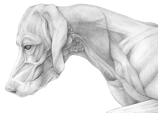 600x429 Anatomy Of A Dog On Behance - Dog Anatomy Drawing