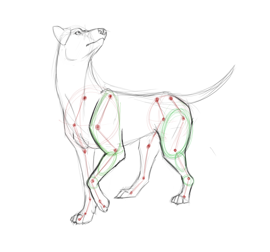 872x814 Canine Anatomy Practice - Dog Anatomy Drawing
