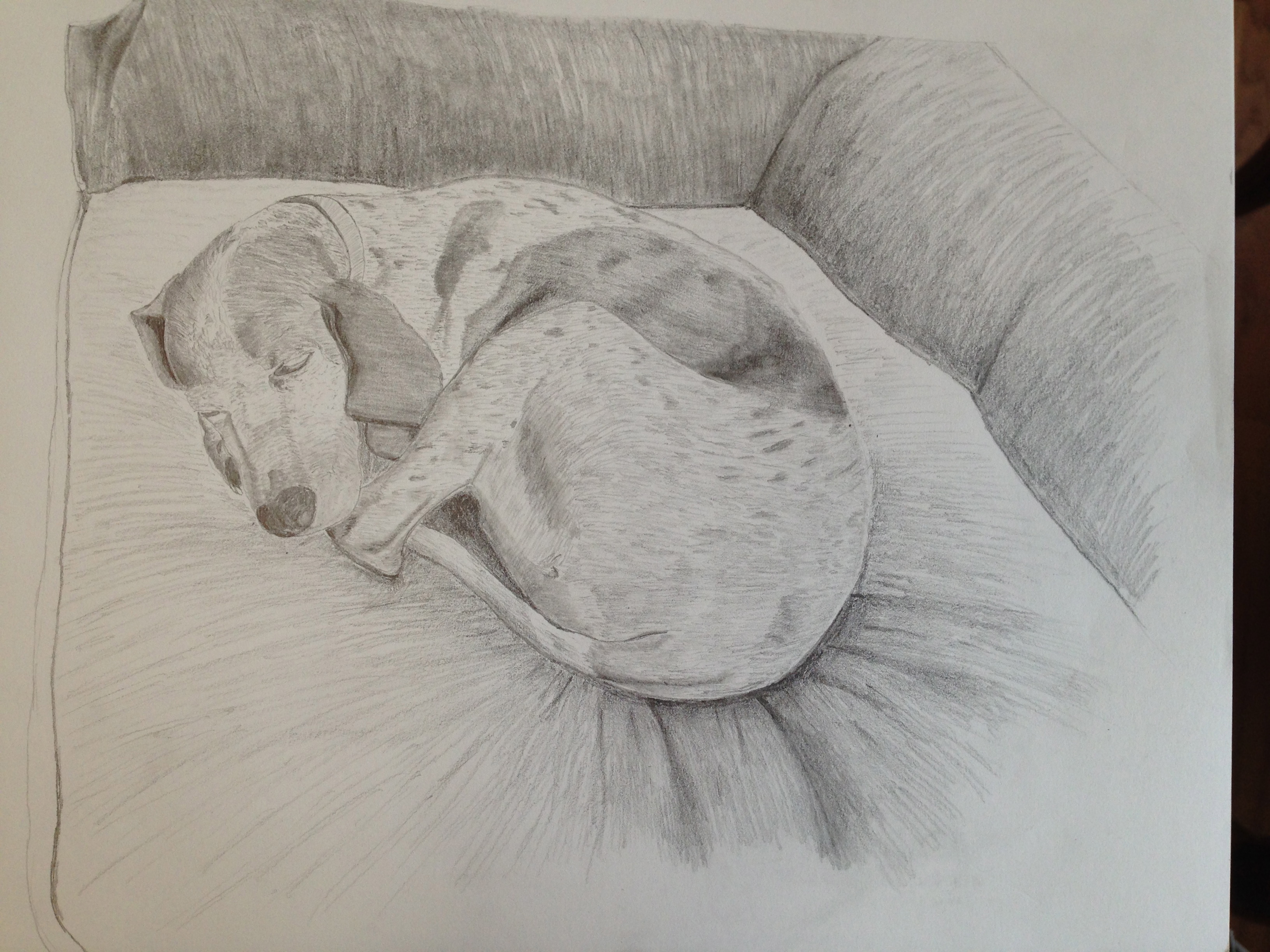 3264x2448 drawing dog curled on bed impasto - Dog Bed Drawing