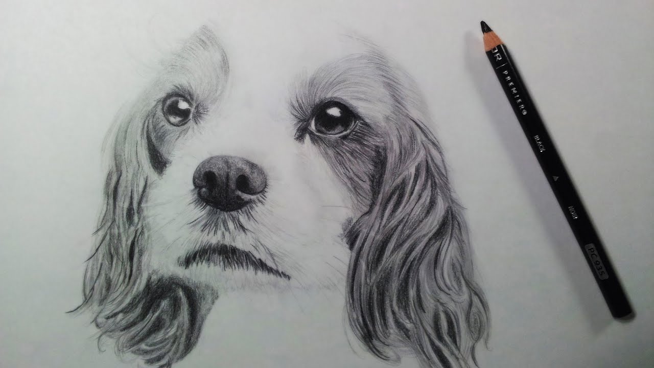 1280x720 Drawing A Dog - Dog Black And White Drawing