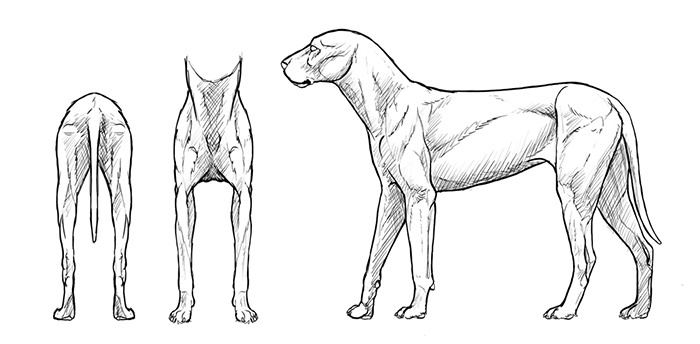 700x344 How To Draw A Dog Details Make The Difference - Dog Black And White Drawing