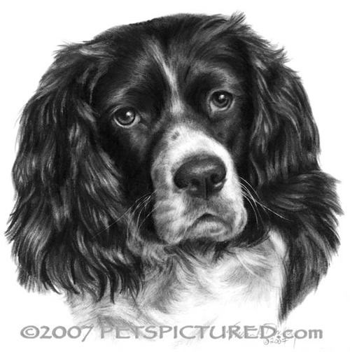 500x503 Black And White Cocker Spaniel Portrait - Dog Black And White Drawing