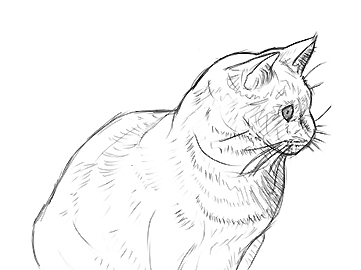 361x270 Draw And Paint Dogs And Cats - Dog Cat Drawing