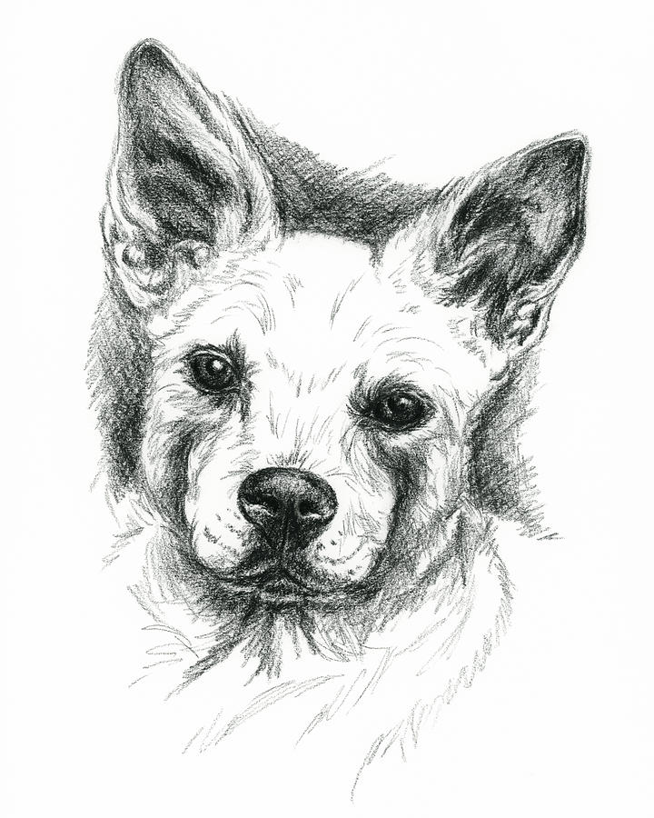 720x900 Carolina Dog Charcoal Portrait Drawing - Dog Charcoal Drawing