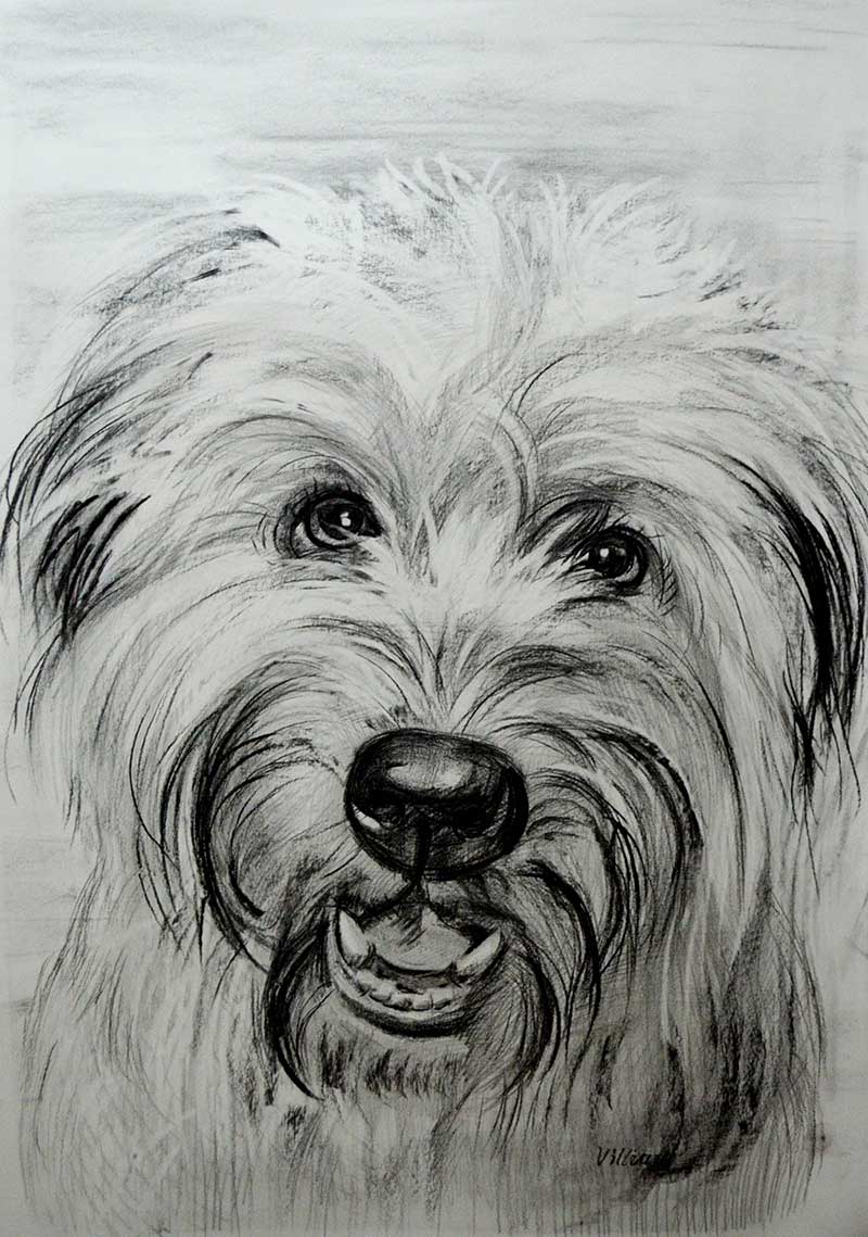 800x1139 charcoal dog portraits dog paintings in charcoal - Dog Charcoal Drawing