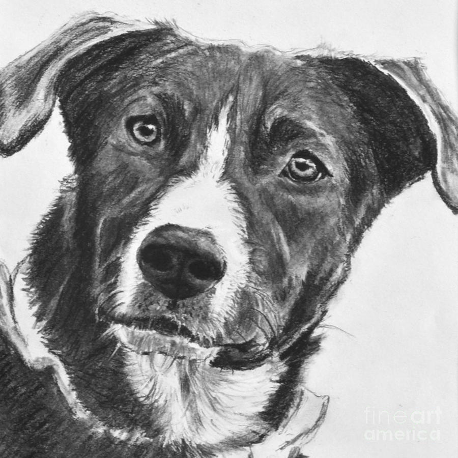900x900 Charcoal Dog Shepherd Drawing - Dog Charcoal Drawing