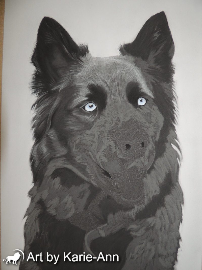 800x1067 Charcoal Drawing Of Barney The Husky Cross Collie - Dog Charcoal Drawing