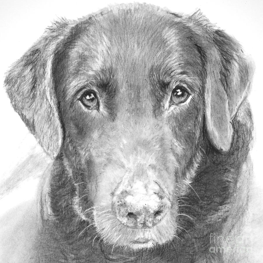 900x900 Chocolate Lab Sketched In Charcoal Drawing - Dog Charcoal Drawing