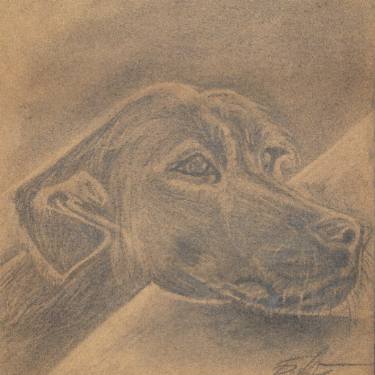 375x375 dog charcoal drawing original, charcoal, drawing of pet - Dog Charcoal Drawing