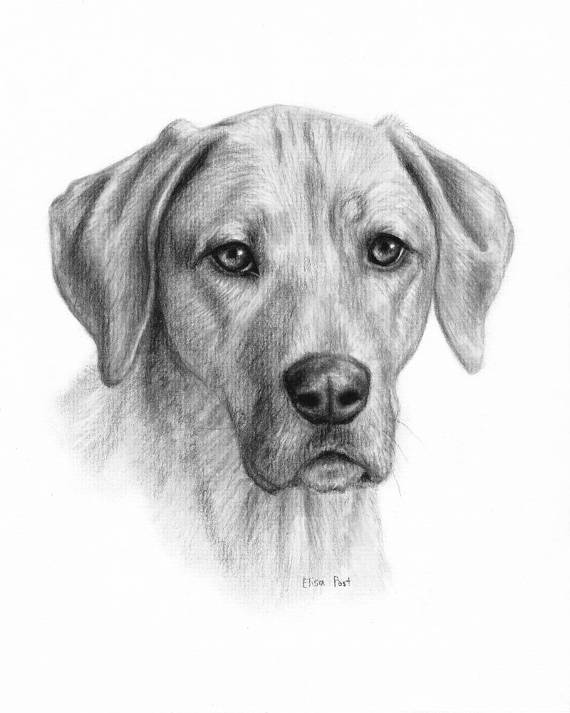 800x1000 Dog Portrait Drawing, Dog Drawing Custom, Custom Pet Drawing - Dog Charcoal Drawing