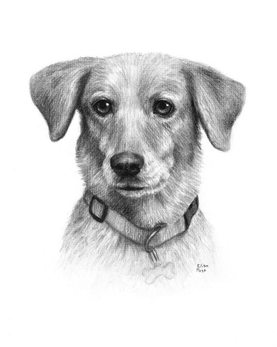 Dog Charcoal Drawing at PaintingValley.com | Explore collection of Dog ...