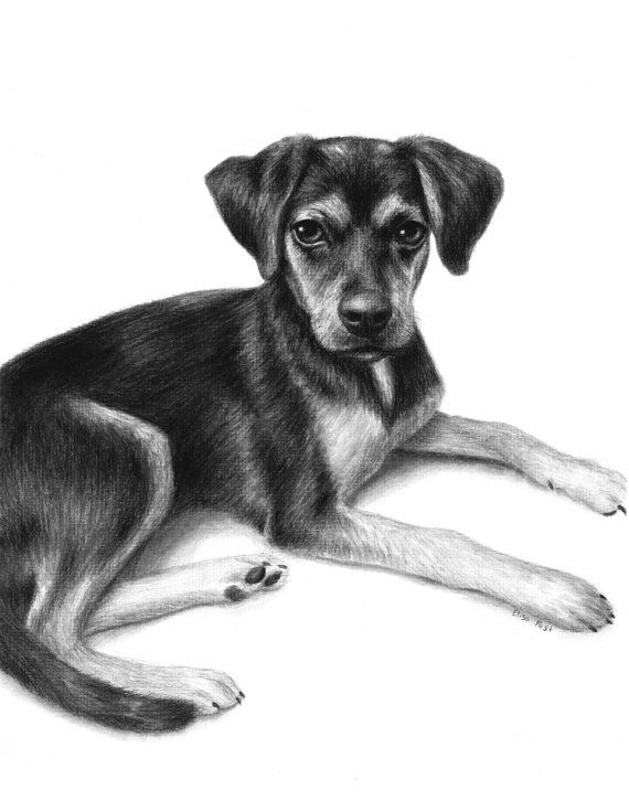 Dog Charcoal Drawing at Explore collection of Dog