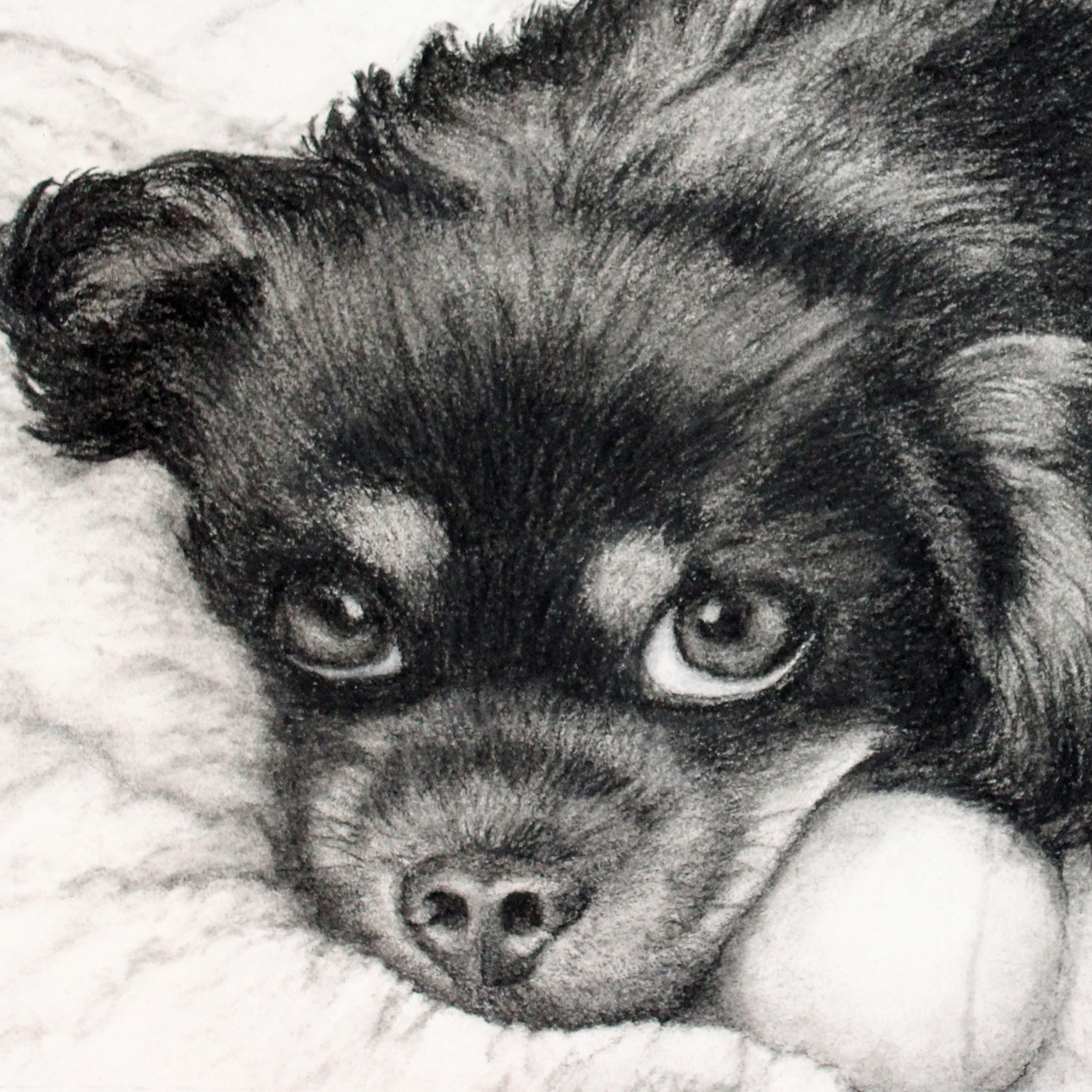 Dog Charcoal Drawing at Explore collection of Dog
