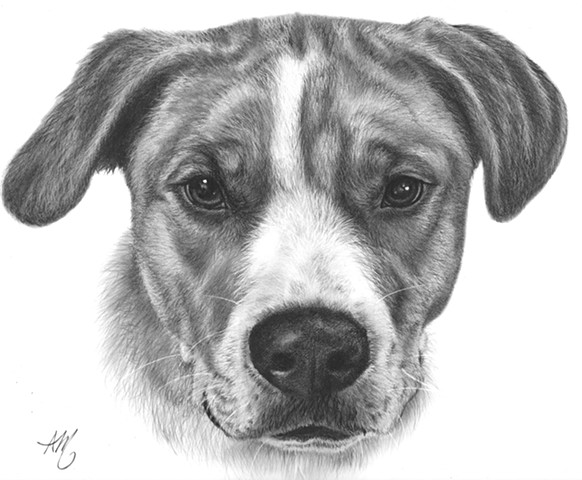 582x480 Evertree Studio - Dog Charcoal Drawing