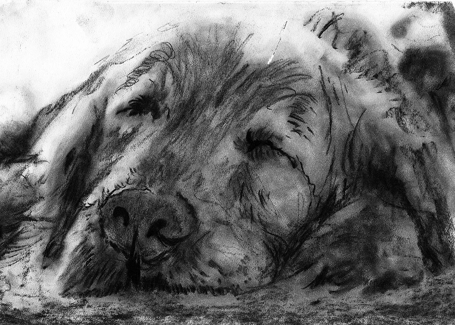1500x1072 Black And White Charcoal Drawing, Sleeping Golden - Dog Charcoal Drawing