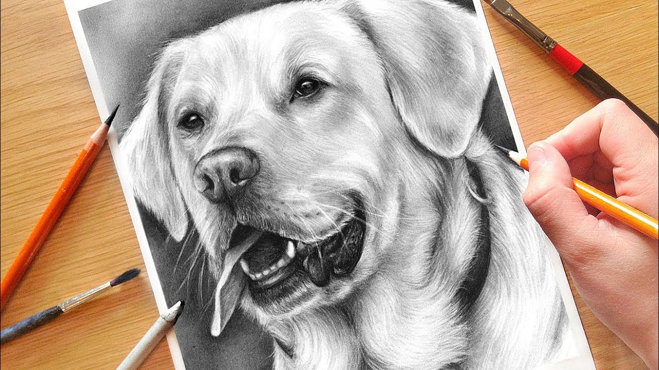 1280x720 How To Draw A Dog! Realistic Drawing Tutorial Step - Dog Charcoal Drawing