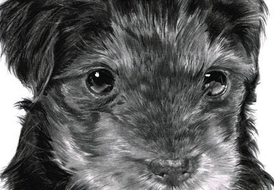 400x277 How To Draw And Render Realistic Fur With Pencils And Charcoal - Dog Charcoal Drawing