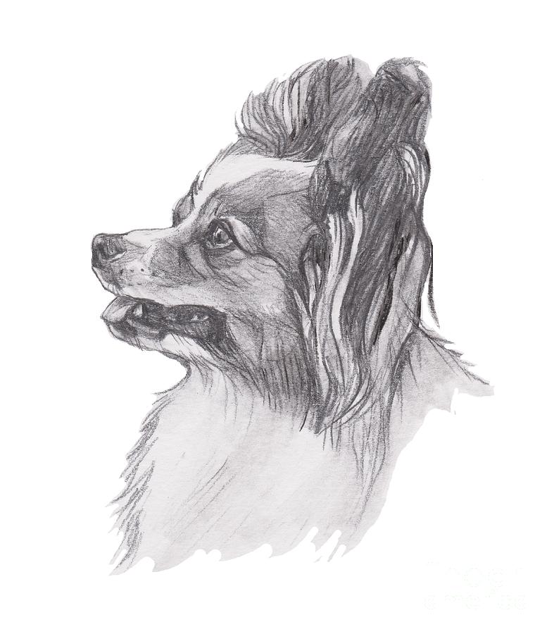 787x900 Papillon Dog Charcoal Drawing Painting - Dog Charcoal Drawing