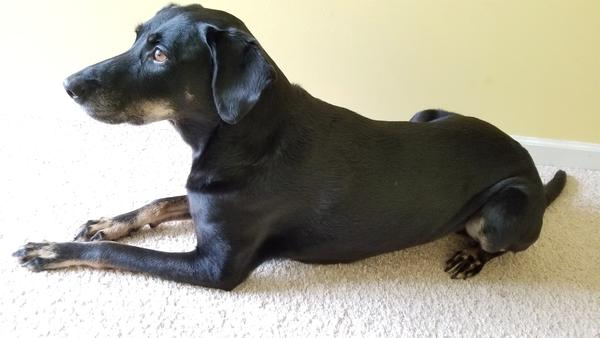 600x338 Shark Dog - Dog Charcoal Drawing