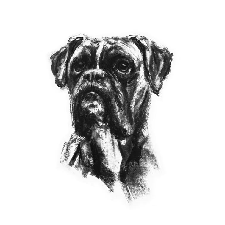 756x756 Boxer Dog - Dog Charcoal Drawing