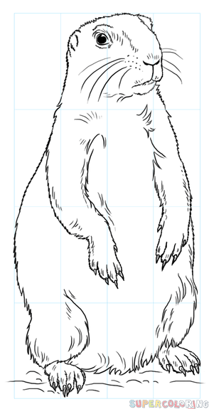 294x575 Prairie Dog Clipart Drawing - Dog Clipart Drawing
