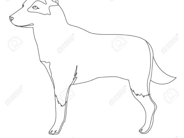 640x480 Wild Dog Clipart Drawing - Dog Clipart Drawing