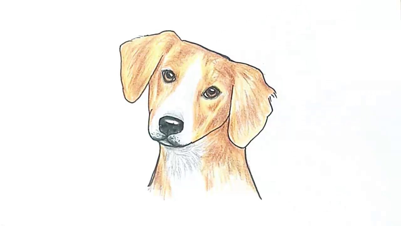 1280x720 How To Draw A Dog Face - Dog Drawing