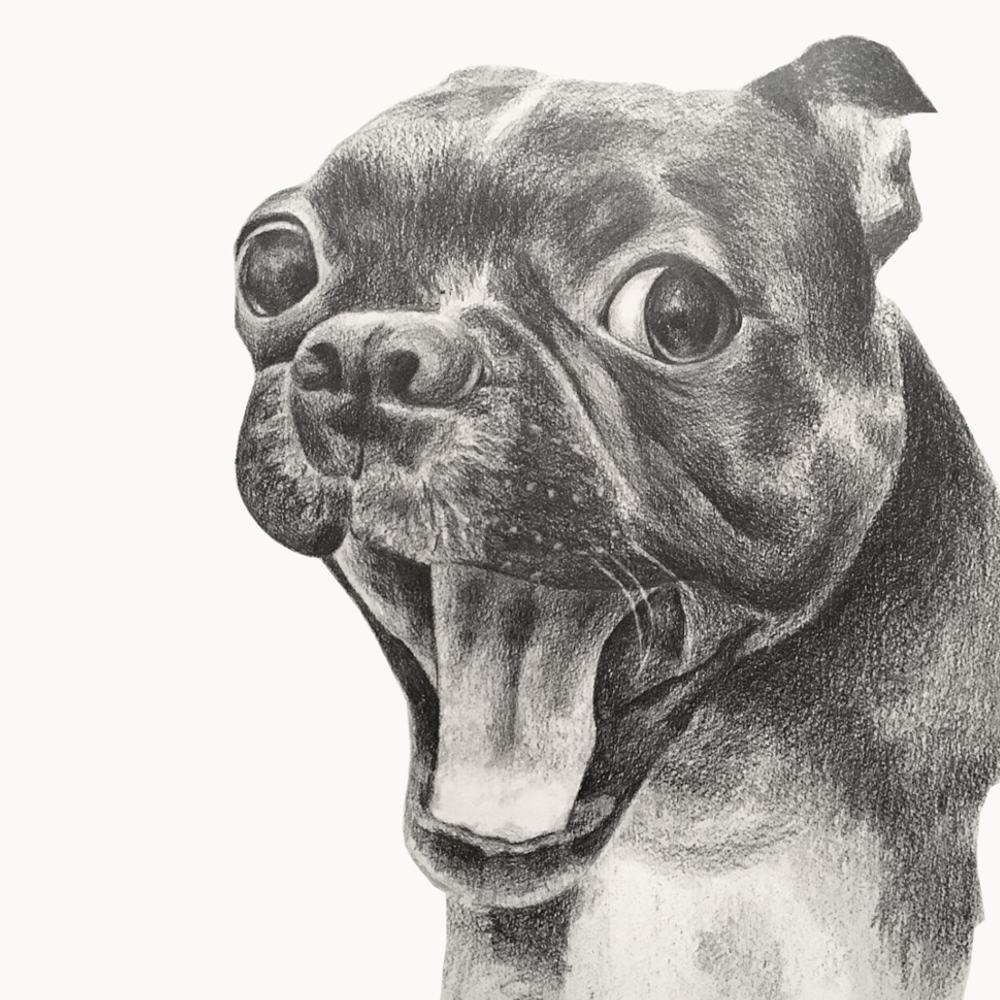 1000x1000 Liberal Pictures Of Dog Drawings Custom Drawing X Hound Co - Dog Drawing