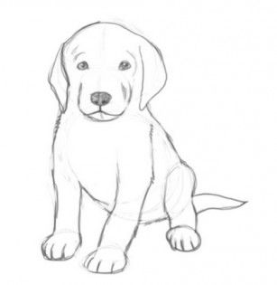 307x315 Pics For Gt Easy Drawings Of Cute Dogs Drawings - Dog Drawing