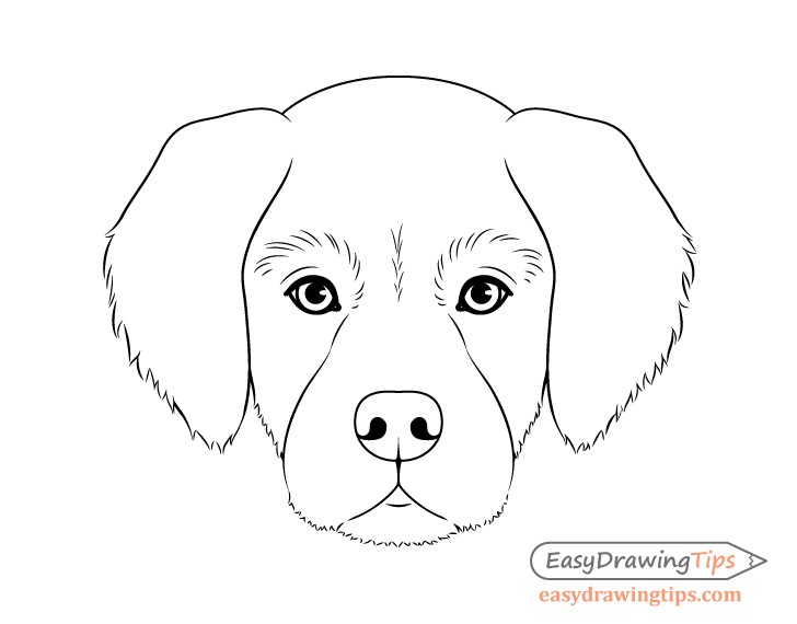 728x570 Dog Head Front View Drawing Step - Dog Drawing