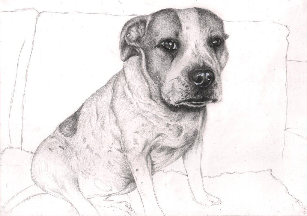 dog drawing sketch