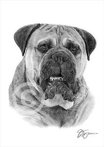 212x300 Dog Bullmastiff Pencil Drawing Art Size - Dog Drawing Art