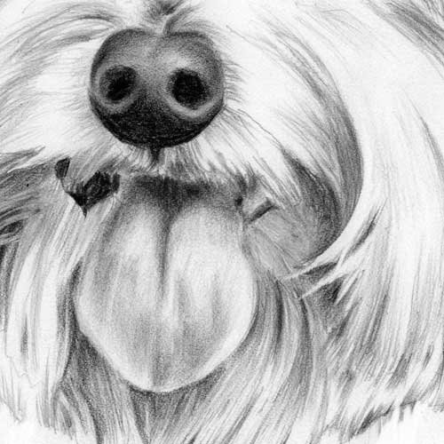 500x500 How To Draw A Dog's Tongue, How To Draw Pets, Drawing Dogs, Online - Dog Drawing Art